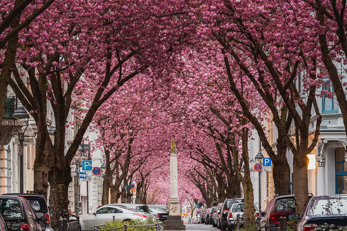 Straße in Bonn im Frühling, überdacht von rosa blühenden Kirschbäumen mit parkenden Autos.